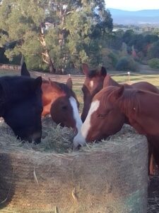 Horse Talk