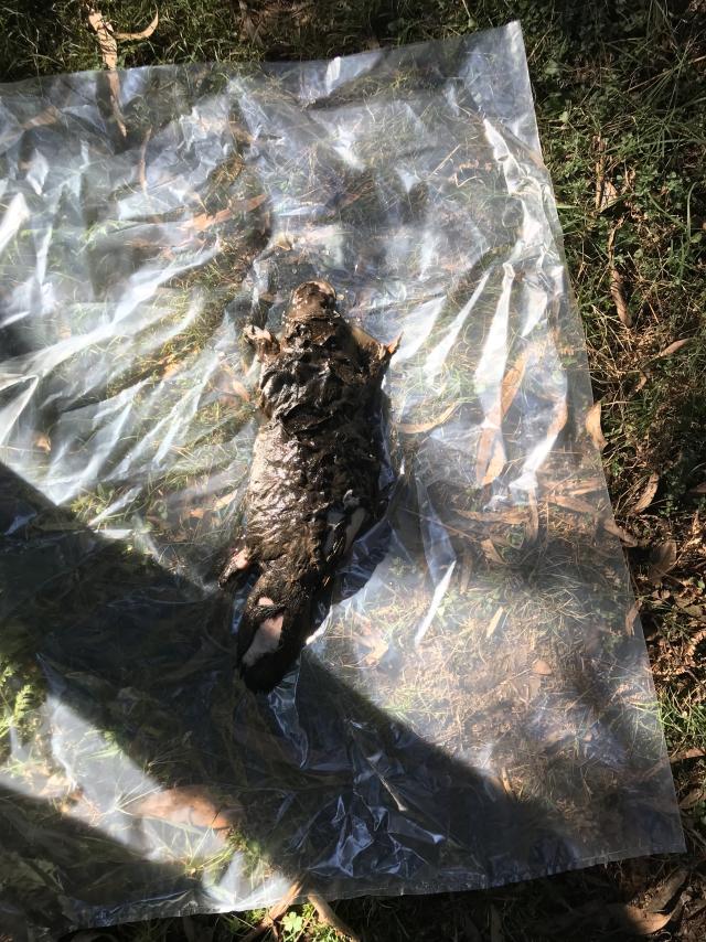 Dead platypus raises concerns