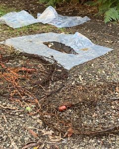 Appeal for assistance after discovery of dead platypus in East Warburton