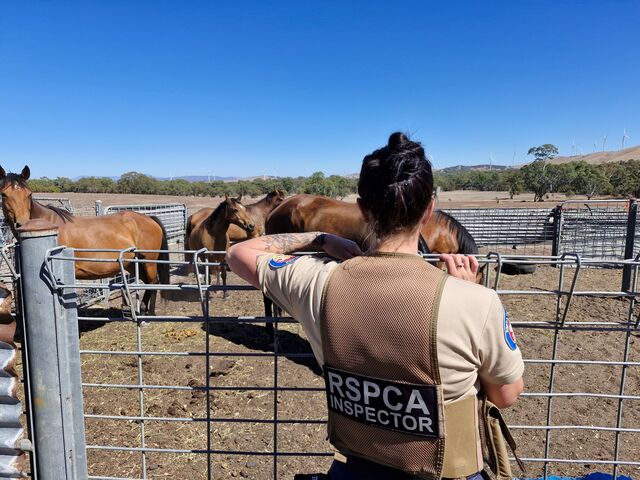 rspcahorse_478708_03.jpg