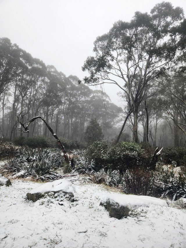 Snowy Tuesday on Mount Donna Buang
