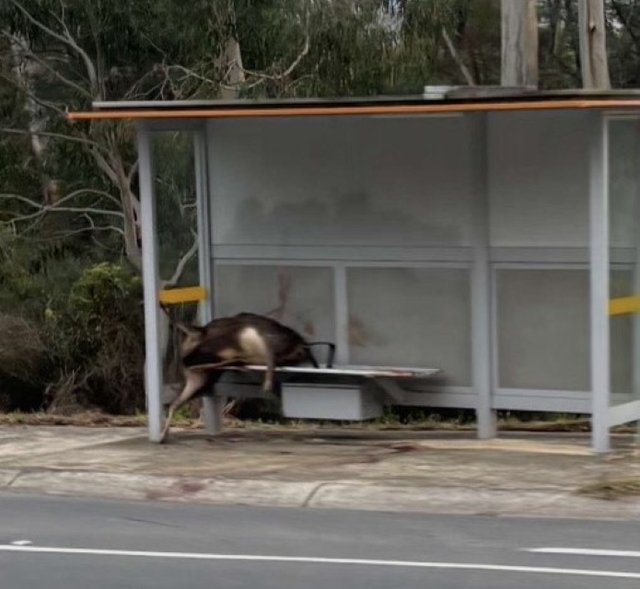 Decapitated deer found inside Yarra Junction bus stop