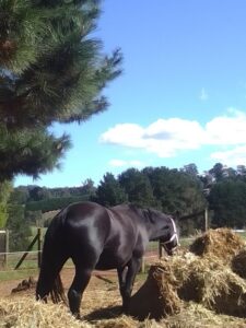 Horse talk