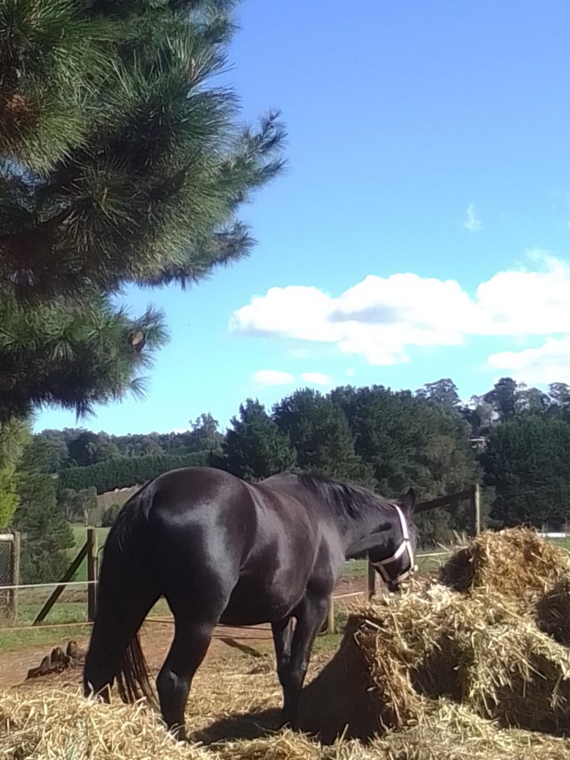 Horse talk