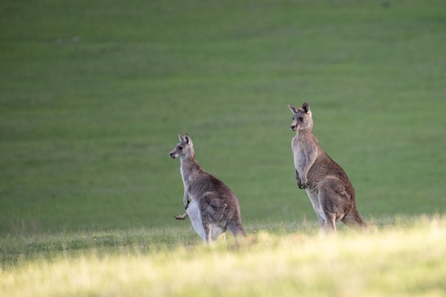 Kangaroo control permit process sped up in response to drought conditions in Victoria