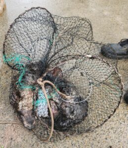 Outrage and concern sparked by ‘heart wrenching’ platypus deaths