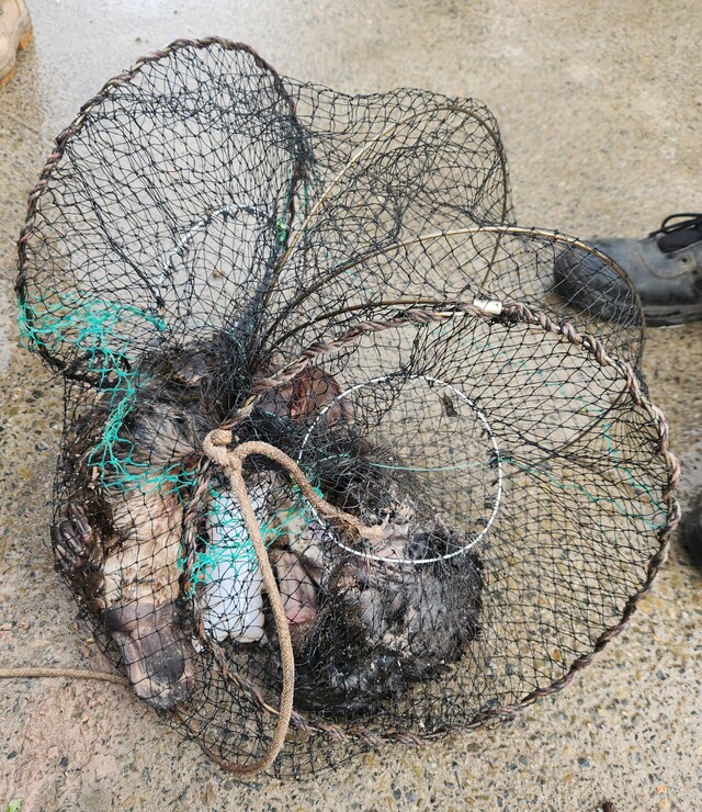 Three platypuses killed in illegal  trap at Yarra Junction