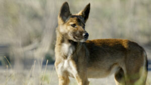 Call to coexist with dingoes