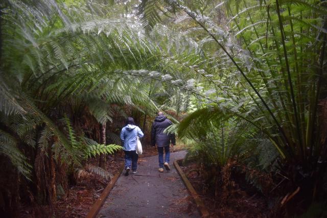 Minister drops hint that Great Forest National Park proposal set to be ignored