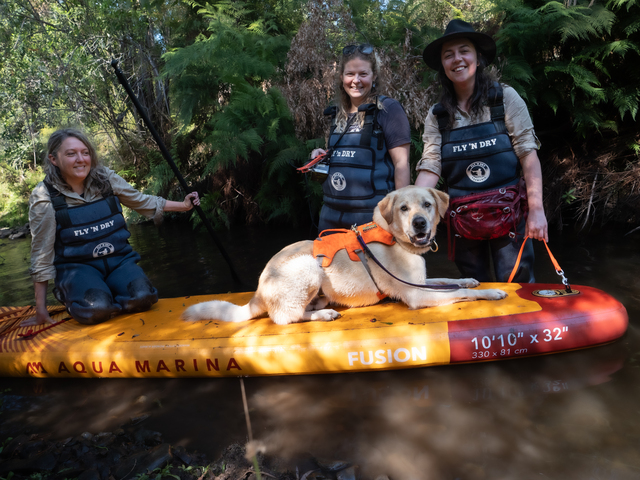 Paddle pups protecting platypus