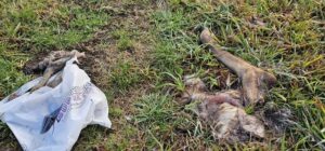 Woori local dismayed at discovery of kangaroo and deer remains