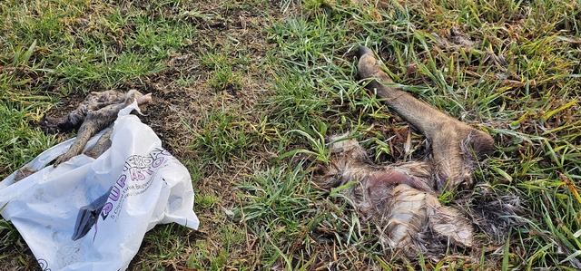 Woori local dismayed at discovery of kangaroo and deer remains