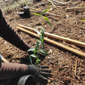 Community plant out a stellar day