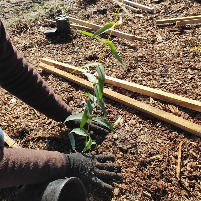 Community plant out a stellar day