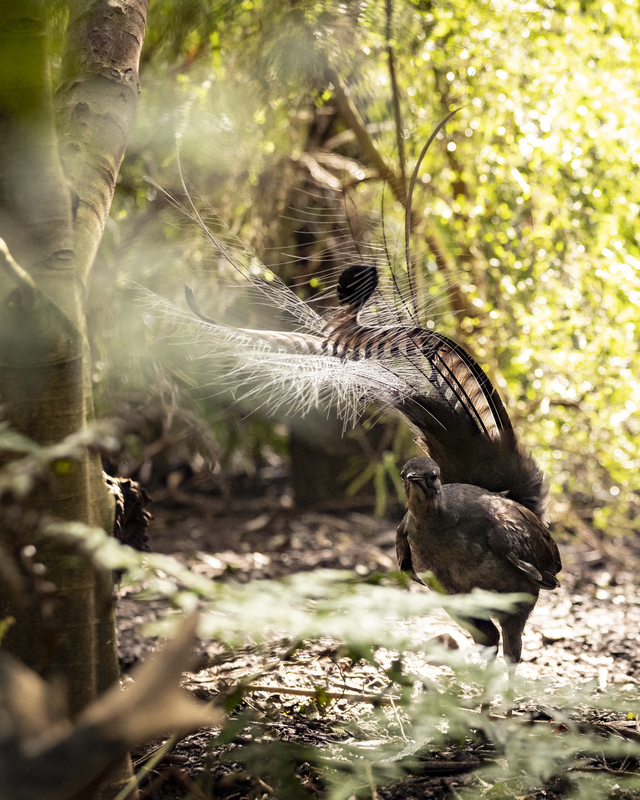 Superb symphony of laser-like sounds at Healesville Sanctuary