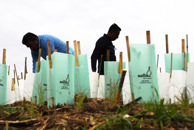 Gruyere planting day to support indigenous biodiversity