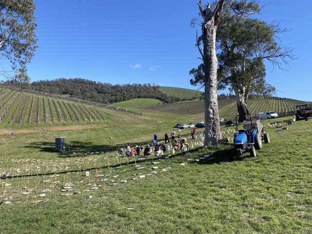 1200 plants sow the seed for a healthier Yarra Valley