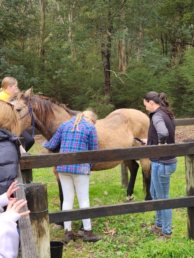 Horse Talk