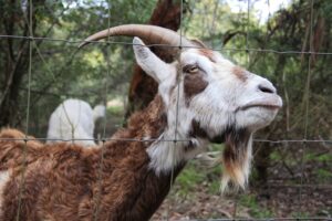 Goated walk and talk at Haining Farm