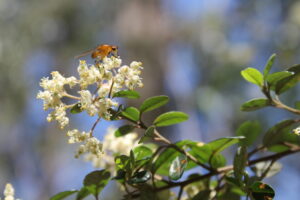 Crucial population of local plant under threat from firefighting fuel break