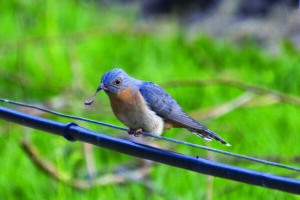 Yarra Ranges third in Biodiversity Blitz