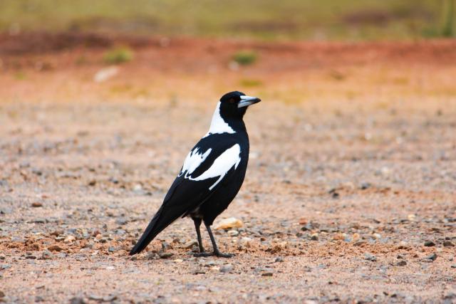Registrations now open for Australia’s largest citizen science project