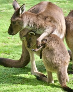FIRST TIME KANGAROO DAD DOTES ON HIS JOEYS