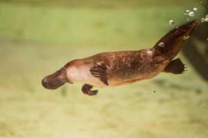 Platypus Talk and Spotting session for Riverfest