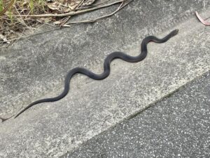 Yarra Ranges residents reminded to stay wary of snakes