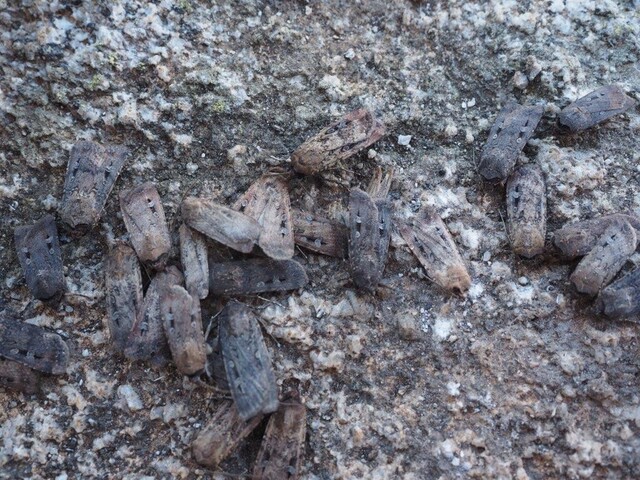 Residents urged to keep an eye in the sky for migrating Bogong Moths