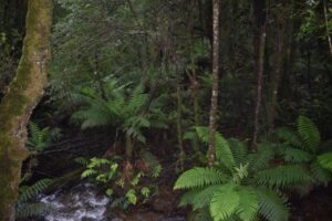 Crucial water catchments included in Yarra Ranges National Park expansion