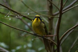 Five years of bird data at Yellingbo
