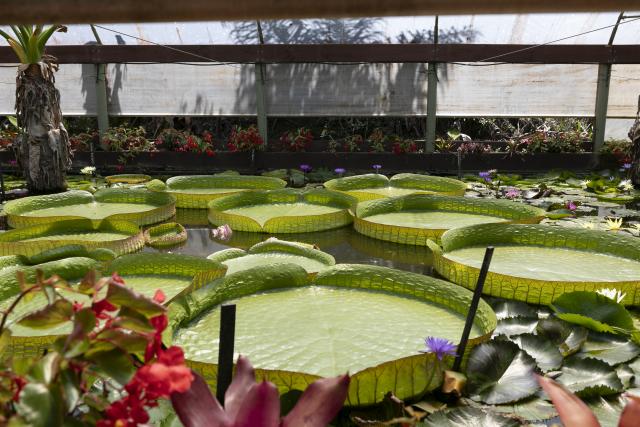 21 years of the Blue Lotus Water Garden