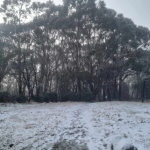 Snow to hit Donna Buang next week