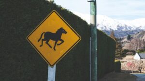 Lives on the line: Faulty horse crossing causes concern