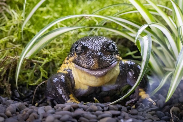 Healesville Sanctuary’s recycling efforts progressing well