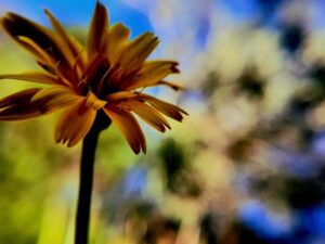 Best arts articles: Top award for student’s climate change photo