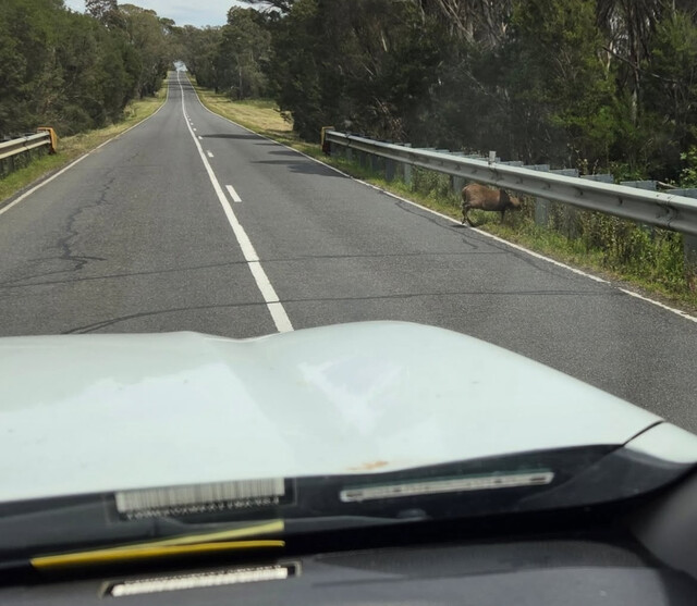 Hog deer sighting prompts concern