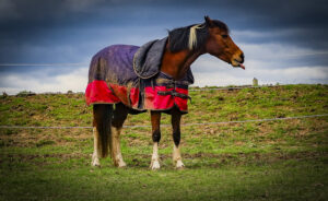 Bushfire plans for horses are esential