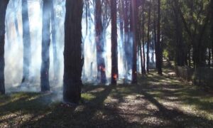 Public notice: Planned burn near Reefton