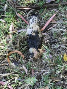 Another dead platypus prompts calls for better education