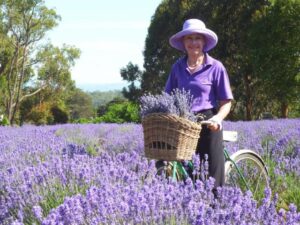 A sense of serenity among the lavender