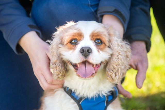 Reminder to update your pet registration