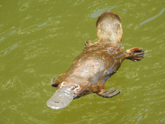 Warby locals to learn how to protect our platypus populations